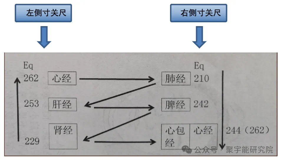 金日光教授:【《黄帝内经》为何是中医大学科最上等的医典?•八】寸口切脉的理论依据是什么? (图10) 17.png