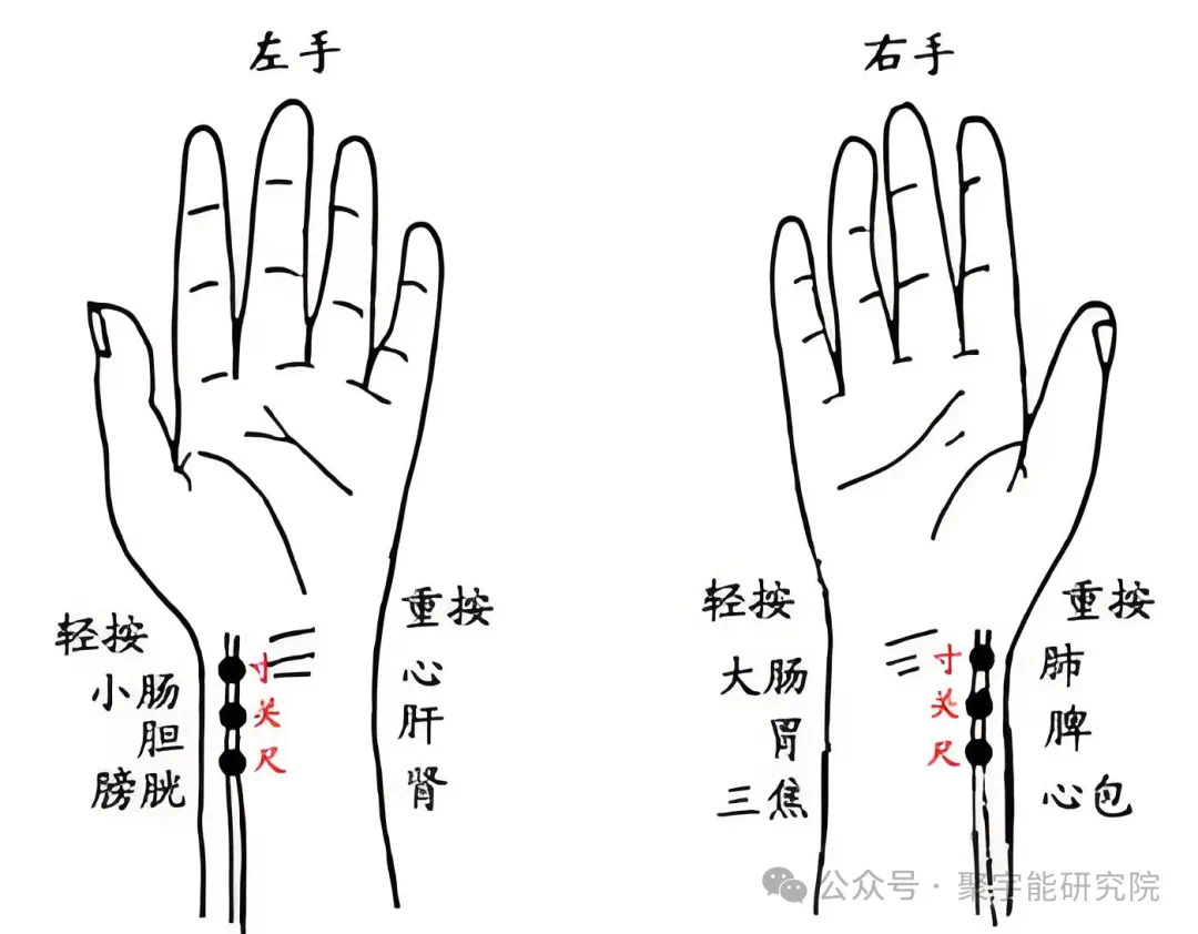 金日光教授:【《黄帝内经》为何是中医大学科最上等的医典?•九】右尺位为<命门右肾>是不是扁鹊《难经》定的? (图2) 微信图片_20240621221108.jpg