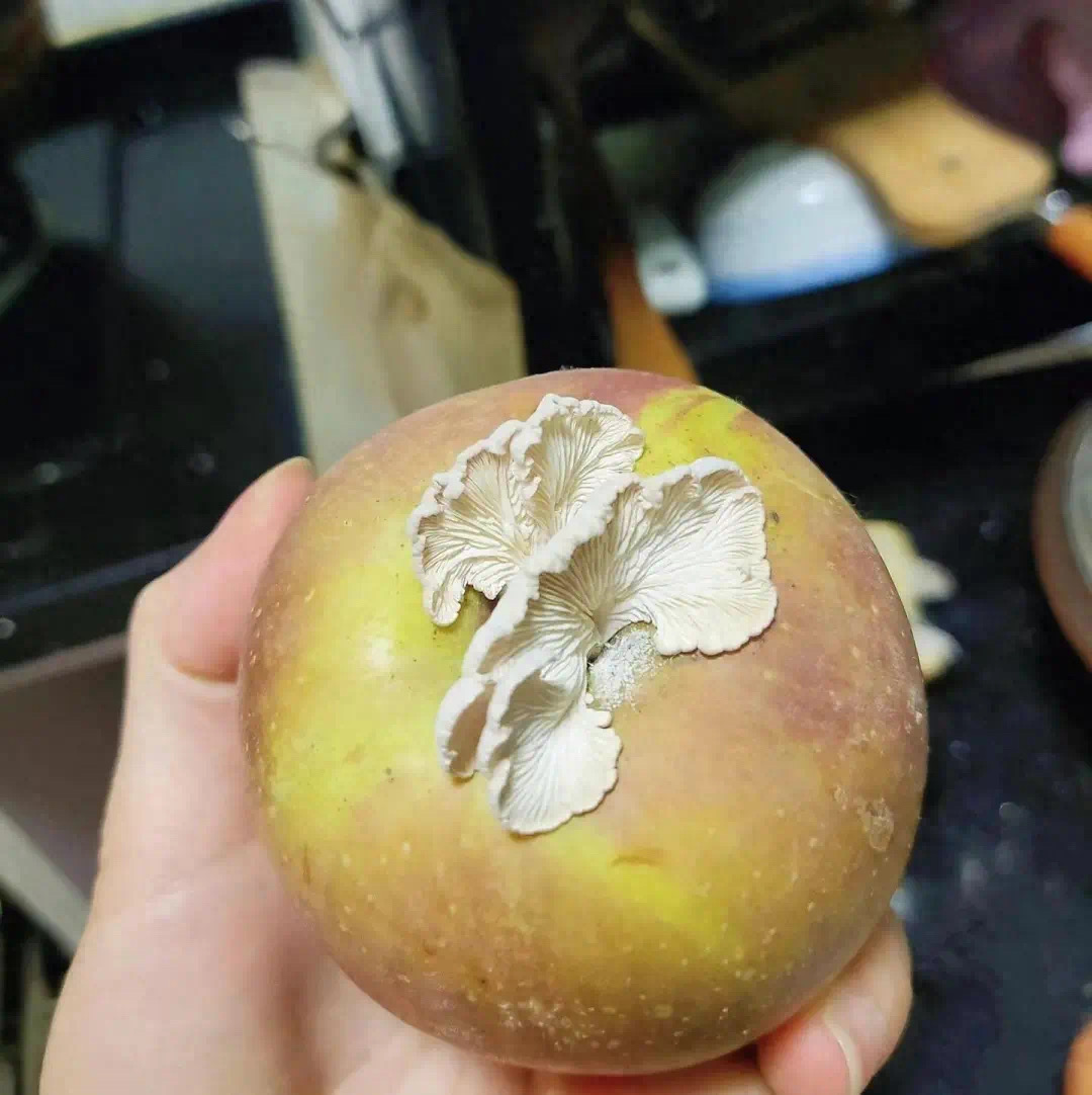 苹果上长蘑菇变“果菌王”,中科院博士:已尝(图1) 微信图片35.jpg