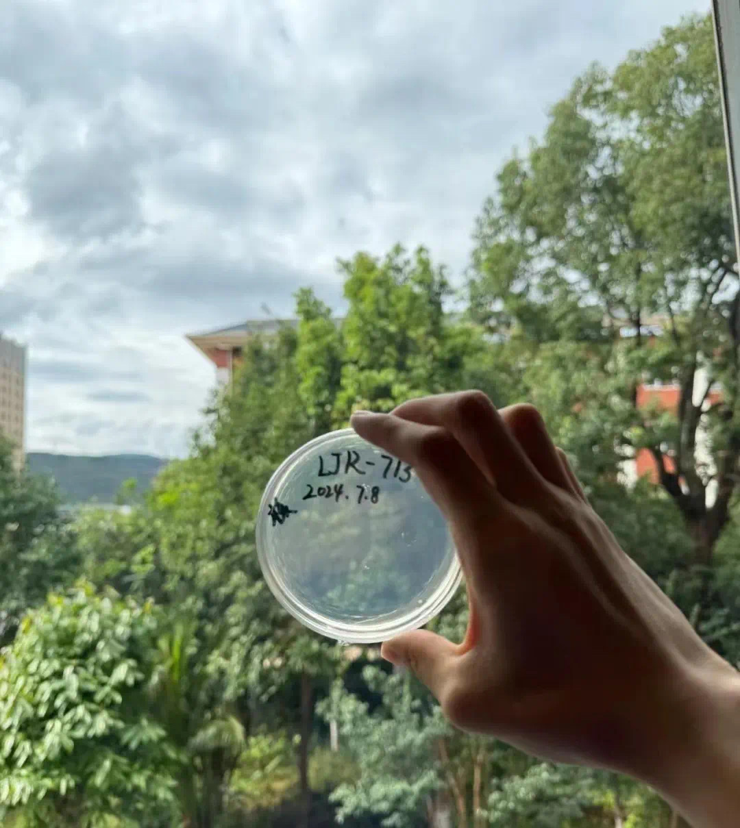 苹果上长蘑菇变“果菌王”,中科院博士:已尝(图3) 37.jpg