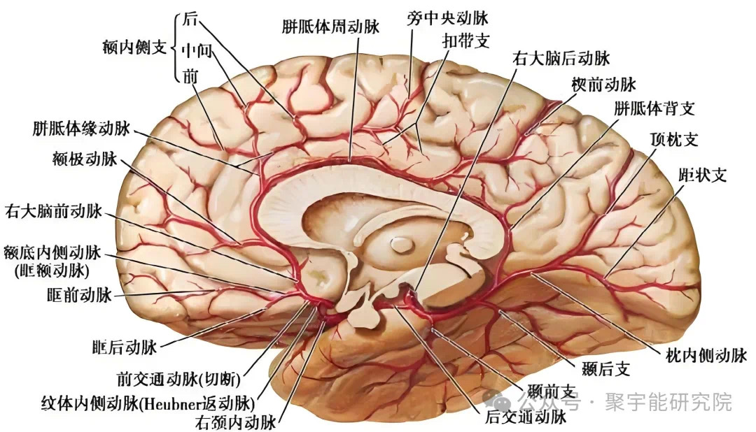 金日光教授:【《黄帝内经》为何是中医大学科最上等的医典?•十九】用两味药能治老人阿尔茨海默病?(图12) 9.jpg