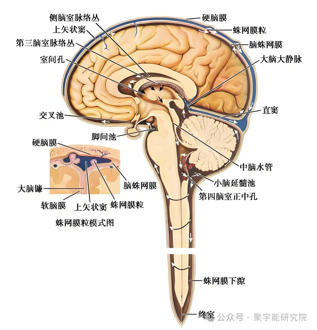 金日光教授:【《黄帝内经》为何是中医大学科最上等的医典?•十九】用两味药能治老人阿尔茨海默病?(图13) 10.jpg