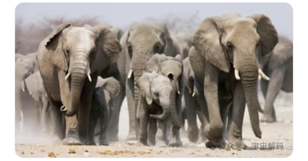 动物交配六亲不认,若雄性遇上自己母亲呢?(图5) 9.jpg