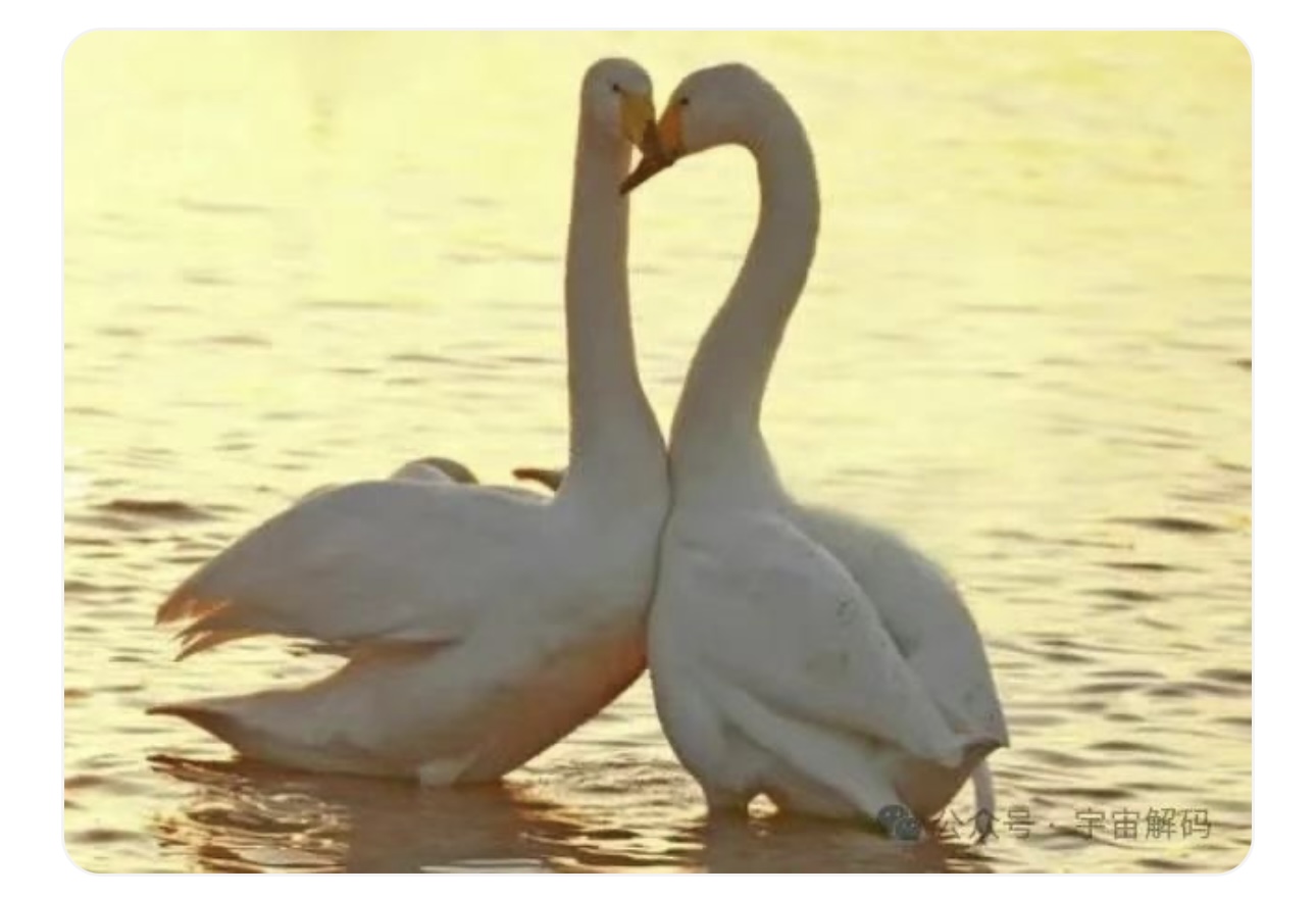 动物交配六亲不认,若雄性遇上自己母亲呢?(图7) 11.jpg