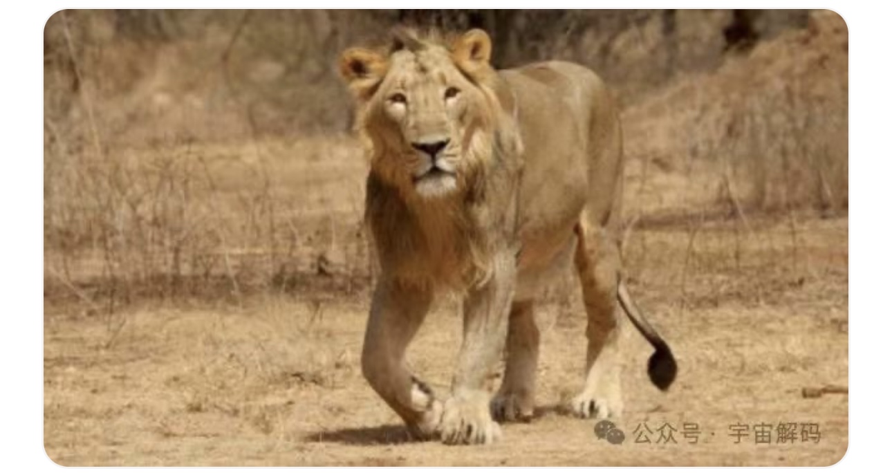 动物交配六亲不认,若雄性遇上自己母亲呢?(图8) 12.jpg