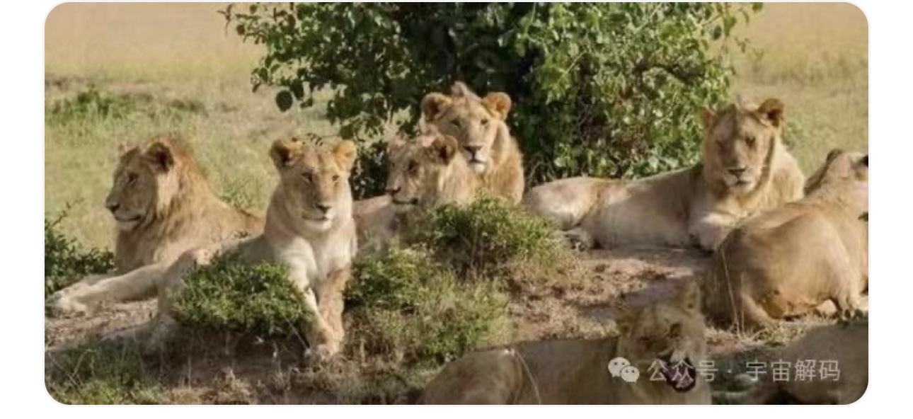 动物交配六亲不认,若雄性遇上自己母亲呢?(图11) 15.jpg