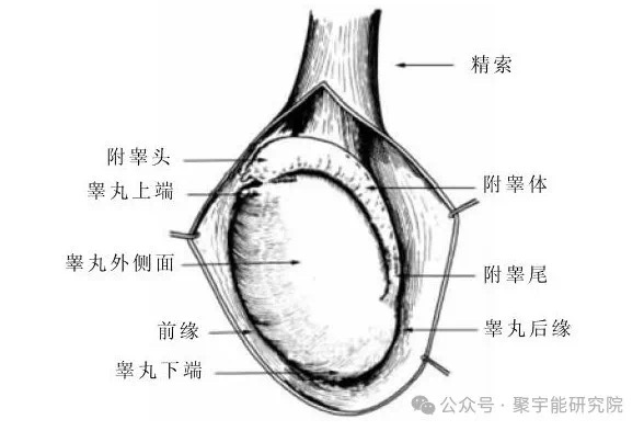 金日光教授:【《黄帝内经》为何是中医大学科最上等的医典?•二十六】今天我说点“青娥丸”的事(图4) 10.jpg