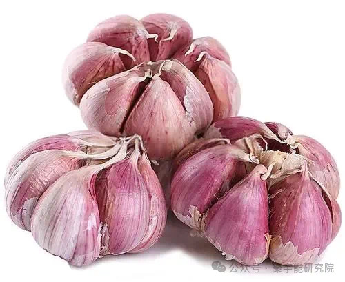 金日光教授:【《黄帝内经》为何是中医大学科最上等的医典?•二十六】今天我说点“青娥丸”的事(图8) 14.jpg