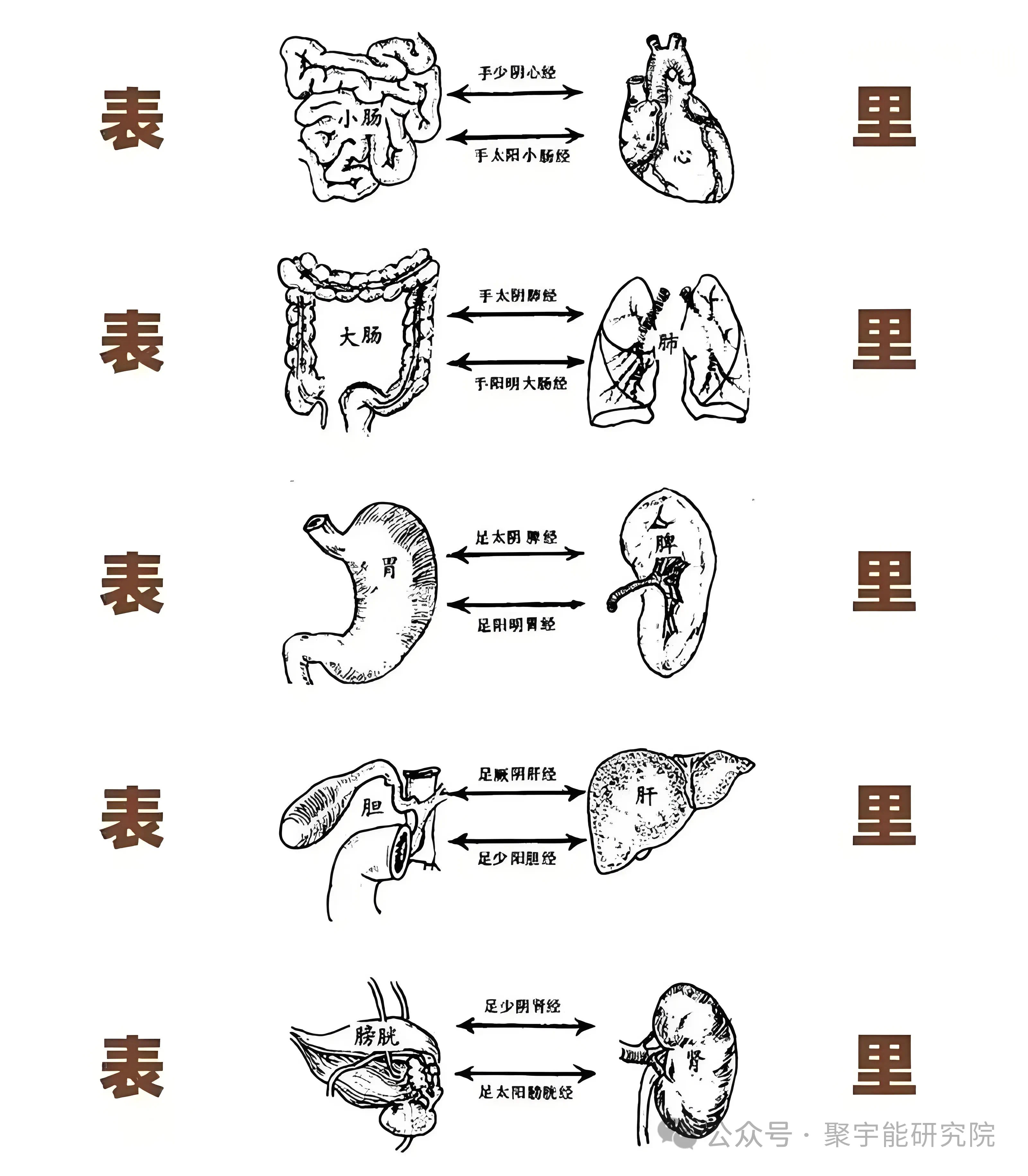 金日光教授:【《黄帝内经》为何是中医大学科最上等的医典?•三十】人体身上,为何十二正经奇经八脉的穴位数是最典型的先天标志?(图1) 89.jpg