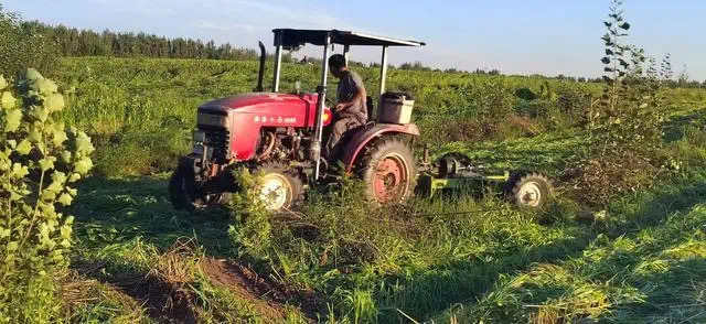 谷子即将成熟被要求铲除?内蒙古开鲁县通报(图1) 4.jpg