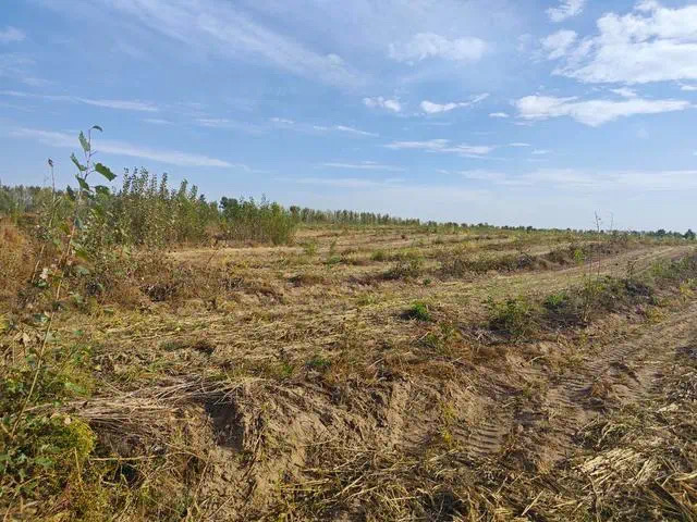 谷子即将成熟被要求铲除?内蒙古开鲁县通报(图2) 5.jpg