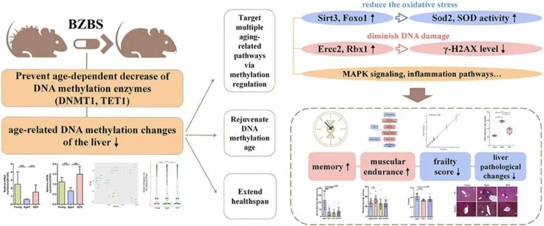 金日光教授:【《黄帝内经》为何是中医大学科最上等的医典?•五十】最近有些群友说,在世界上真有能使人抗衰老又能健康长寿的药?(图6) 13.jpg