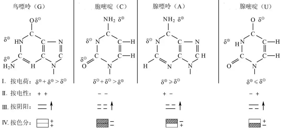 金日光教授:【《黄帝内经》为何是中医大学科最上等的医典?•五十三】今年生物诺奖研究的是miRNA,可以用来说明双胞胎的种种差别?(图3) 30.jpg