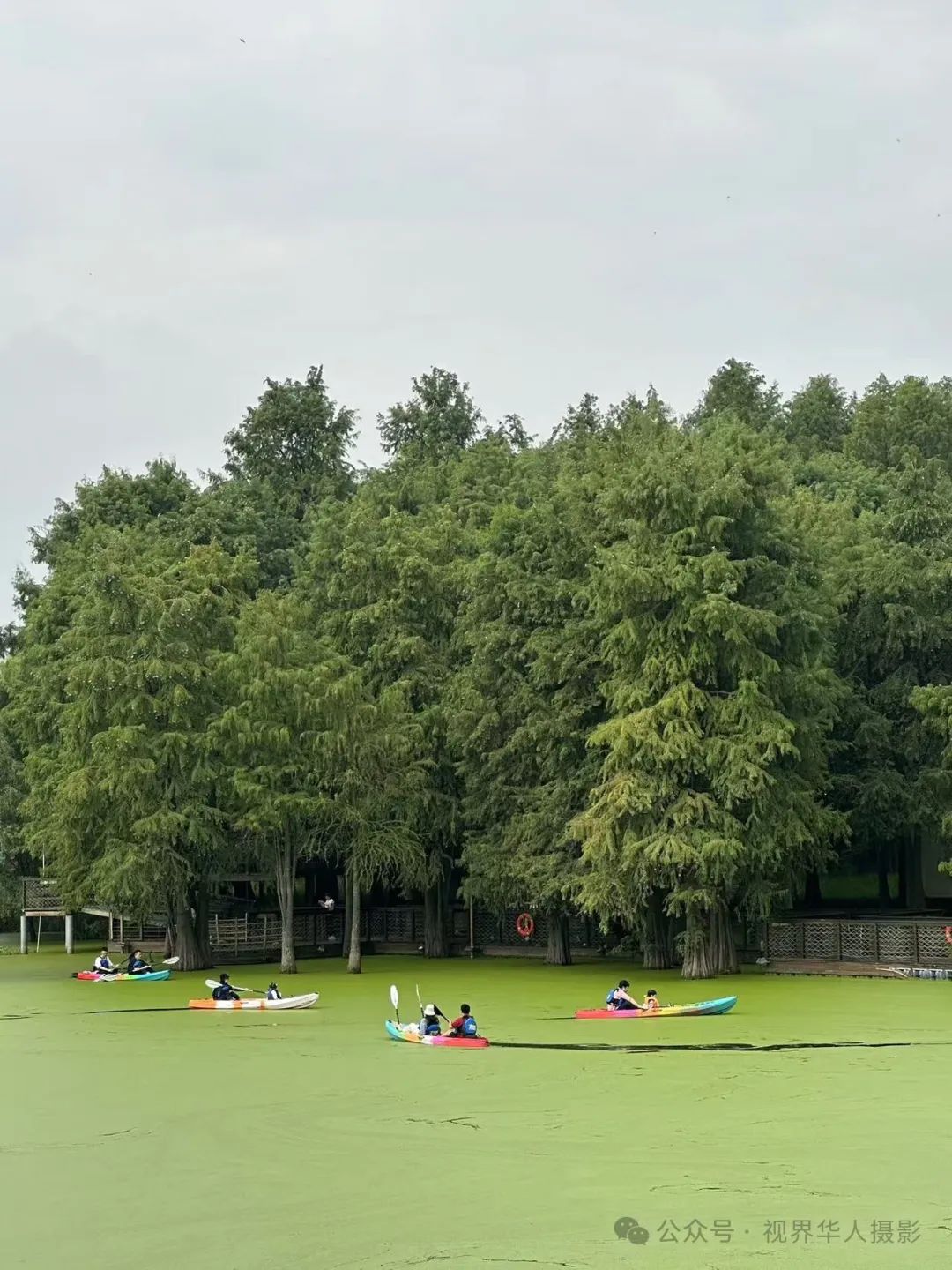 岑国荣|青山湖水上森林的奇幻世界(图4) 640.jpg