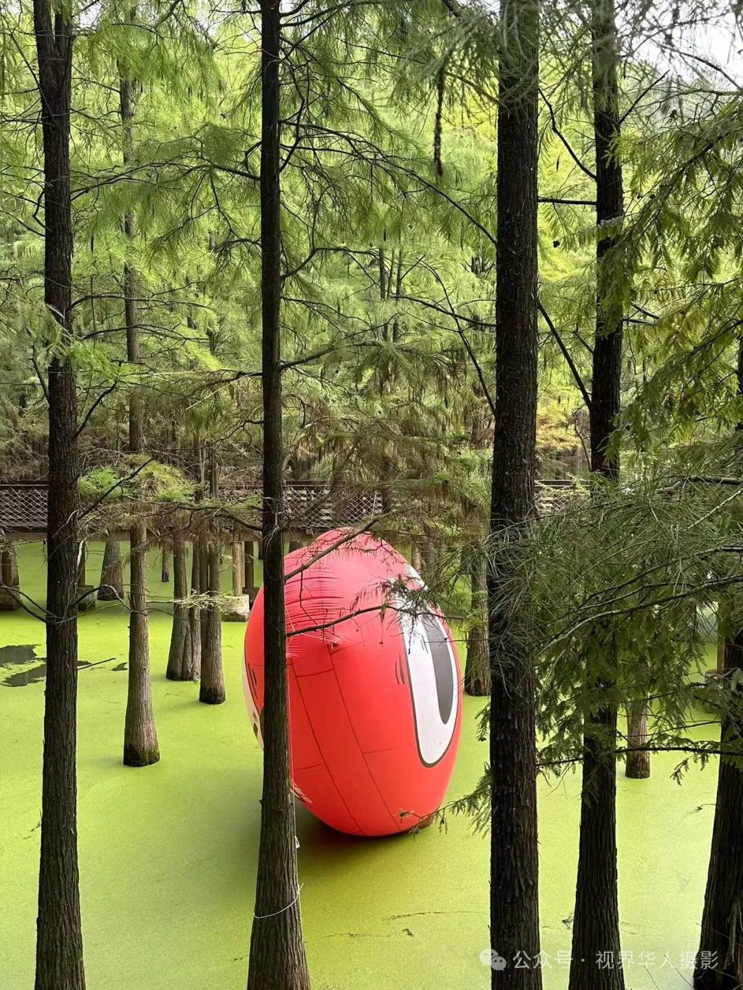 岑国荣|青山湖水上森林的奇幻世界(图5) 640.jpg