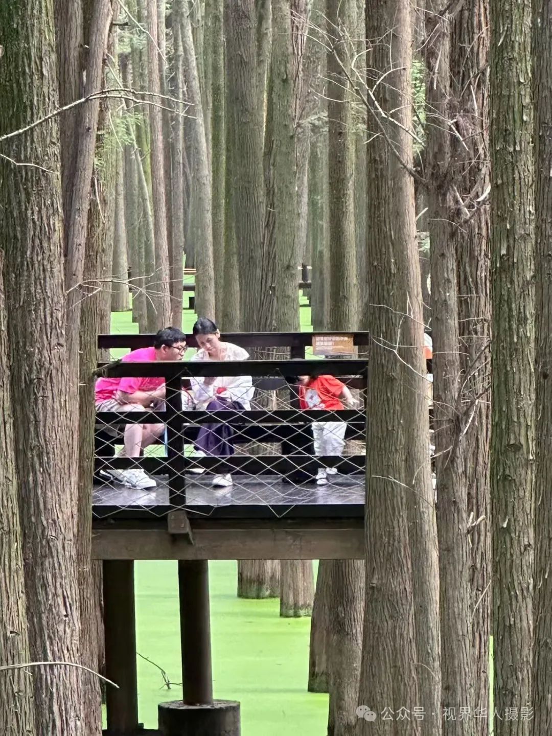 岑国荣|青山湖水上森林的奇幻世界(图6) 640.jpg