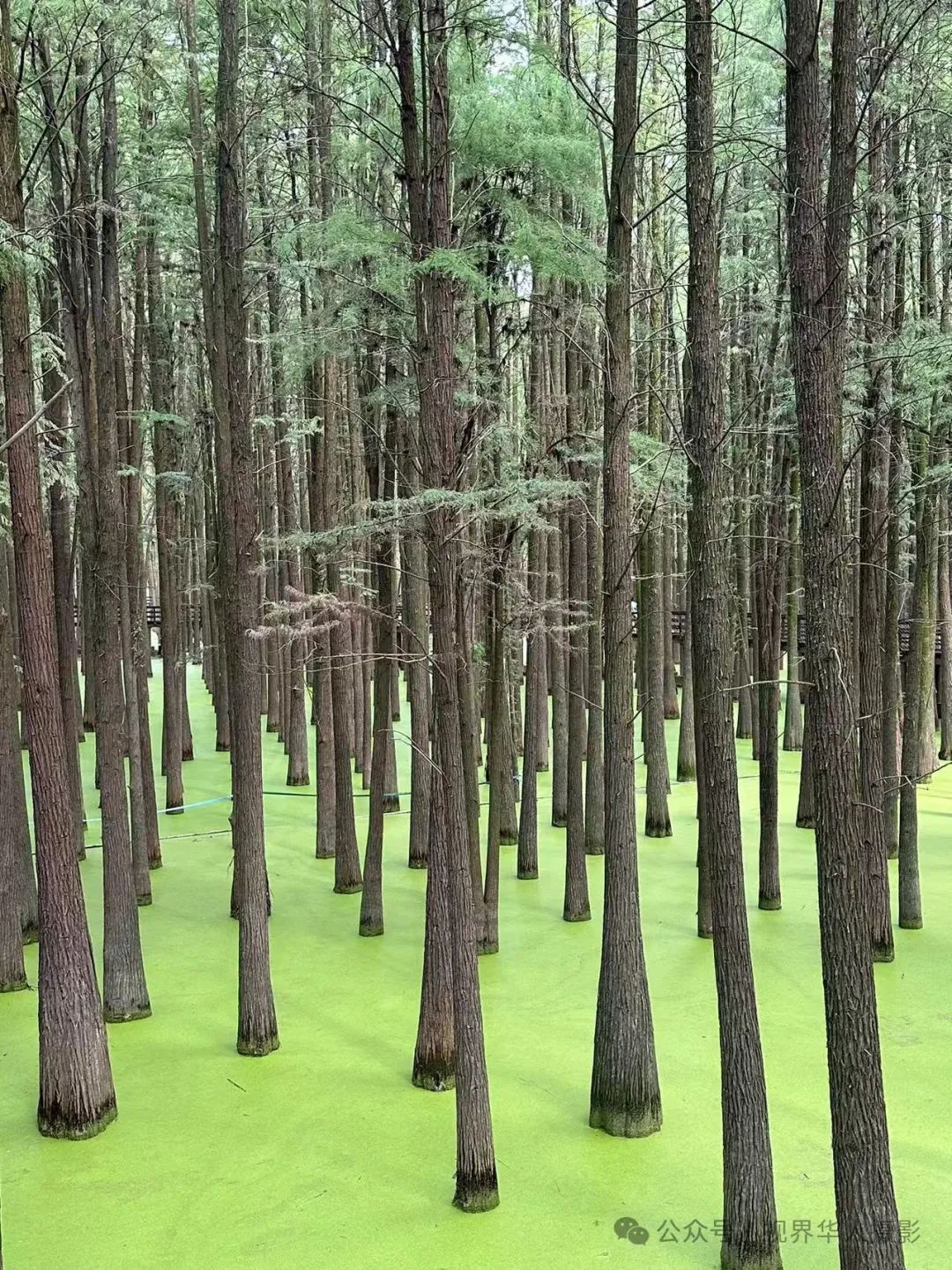 岑国荣|青山湖水上森林的奇幻世界(图8) 640.jpg