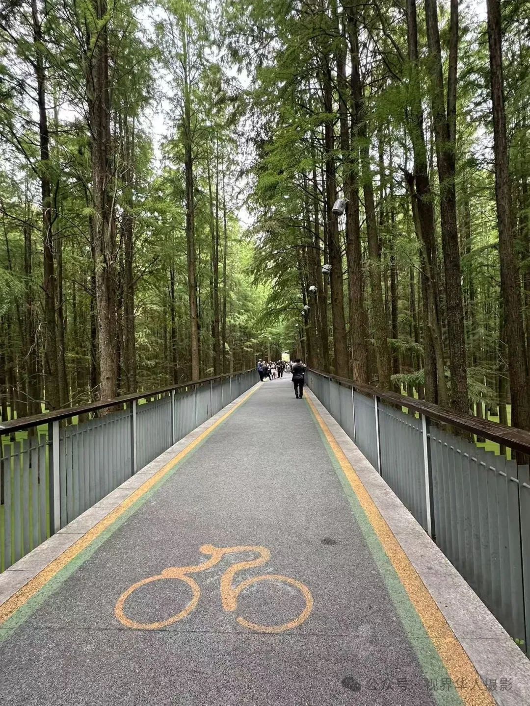 岑国荣|青山湖水上森林的奇幻世界(图17) 640.jpg