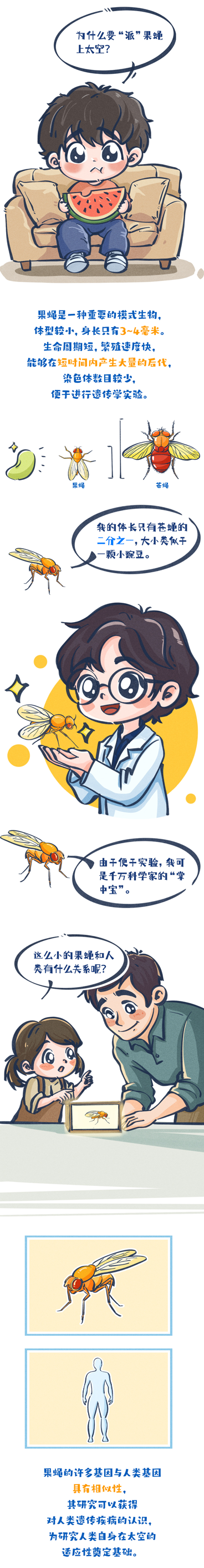 太空快递到了!为何要带“果蝇”上天?(图5) 05.png