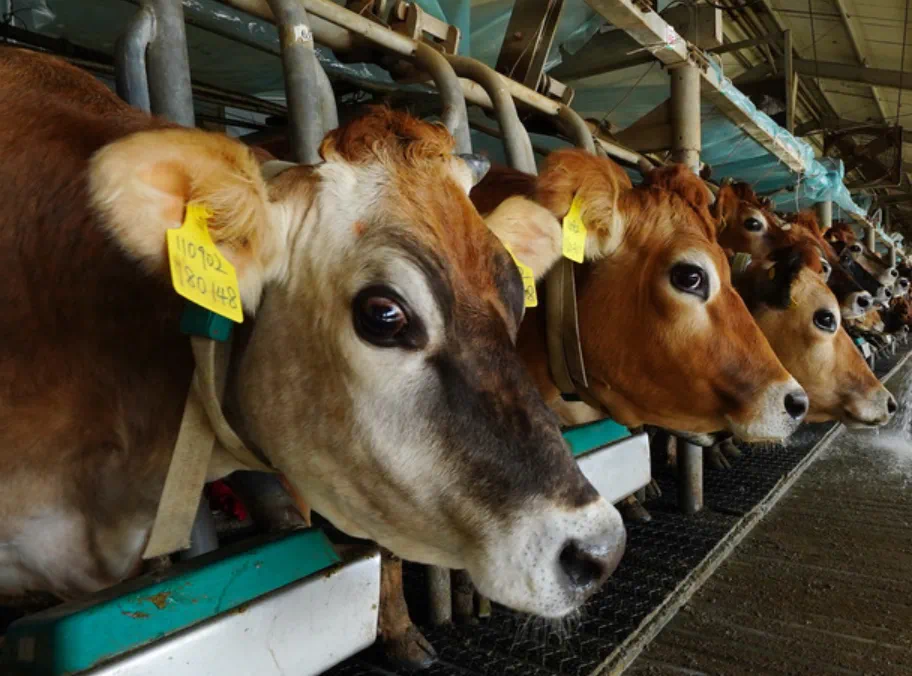 “云养经济”可能为集资诈骗?4人落网涉案金额数亿元(图1) 9.png