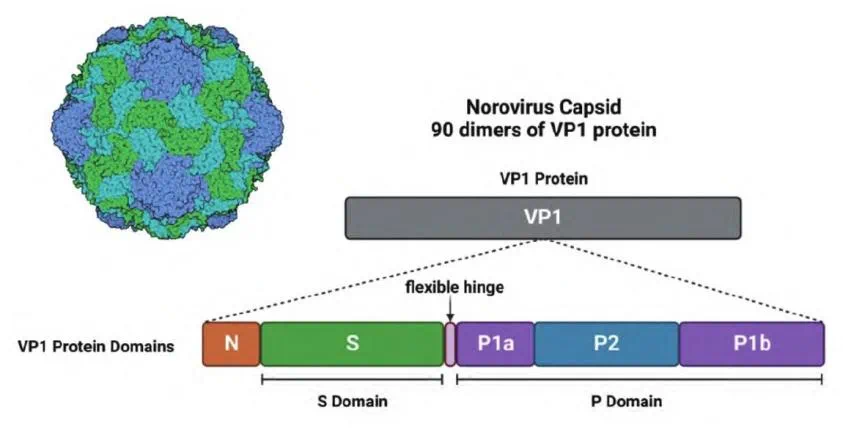 金日光教授:【《黄帝内经》为何是中医大学科最上等的医典?•七十六】大家要警惕的诺如病毒!(图1) 2.png