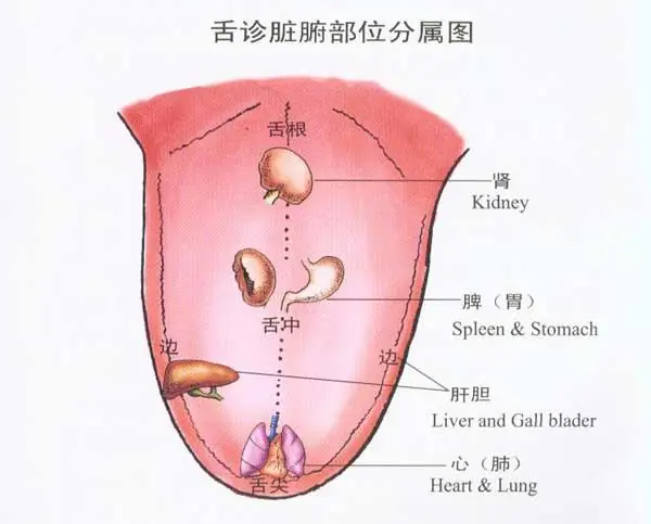 金日光教授:【《黄帝内经》为何是中医大学科最上等的医典?•八十一】怎么理解《内经》和《难经》说的“舌头与、心脏有密切的关系”?(图2) 11.png