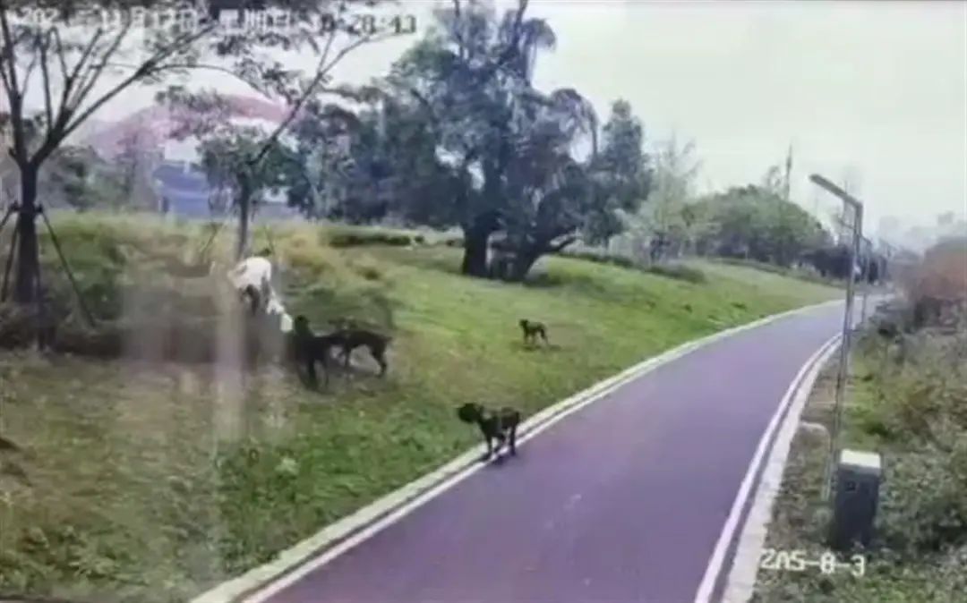 母女逛公园遭4条大狗撕咬3分钟,2人被警方控制(图1) 11.jpg