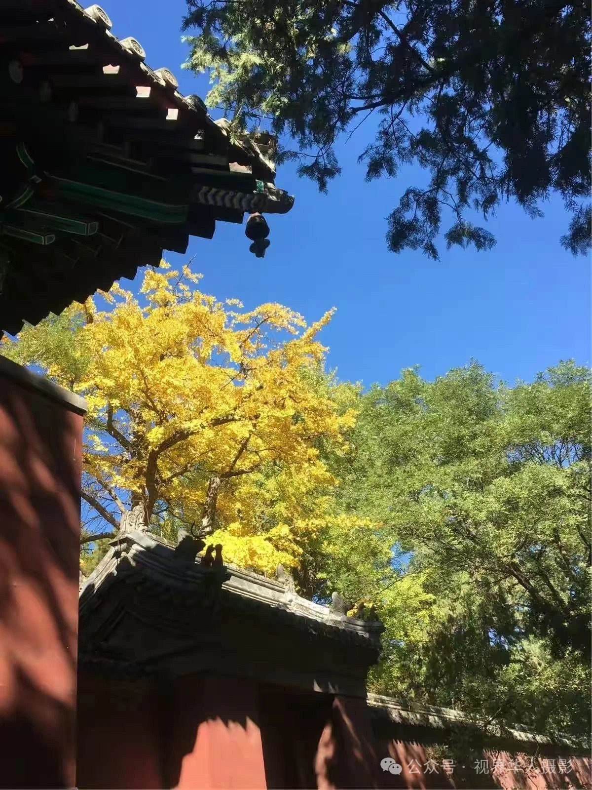 岑国荣|枫叶之韵(图6) 微信图片_202412311450232.jpg