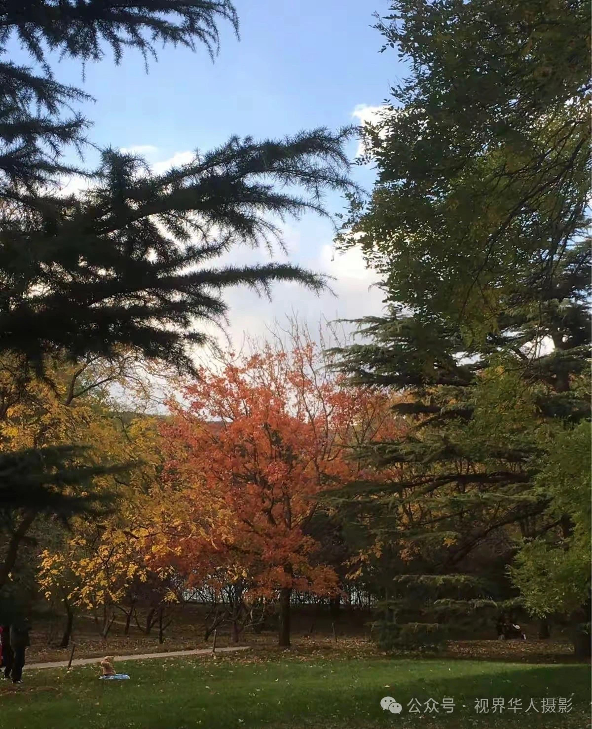 岑国荣|枫叶之韵(图9) 微信图片_202412311450241.jpg