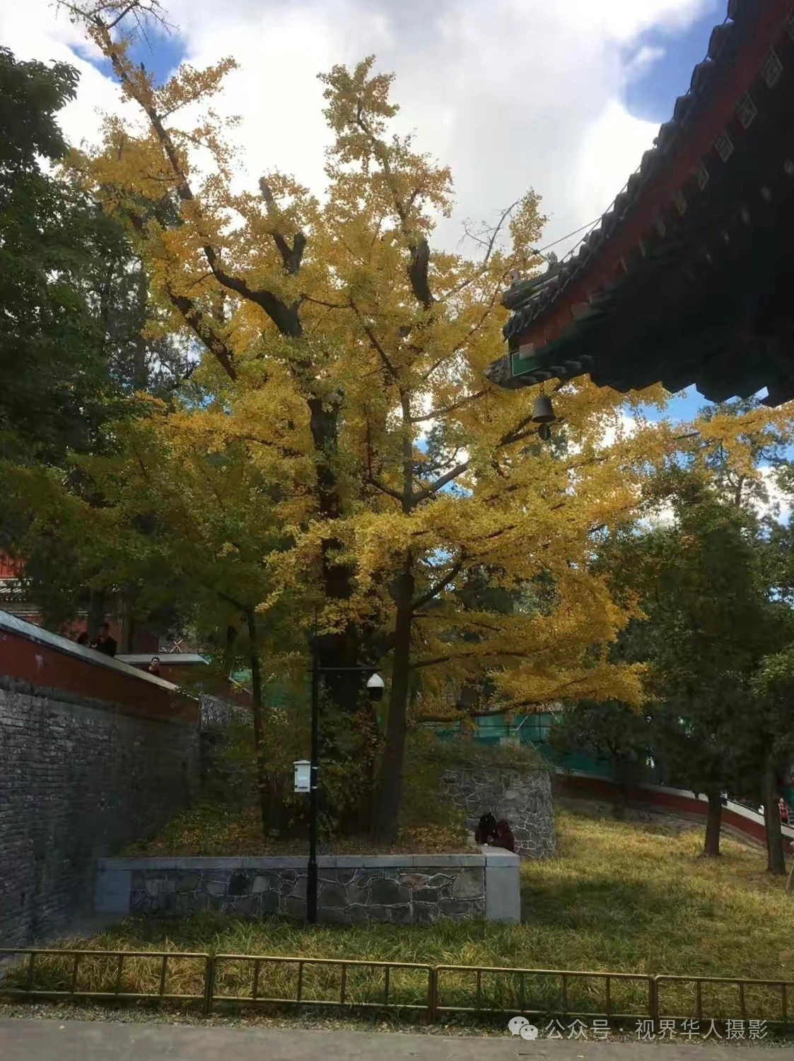 岑国荣|枫叶之韵(图12) 微信图片_20241231145025.jpg