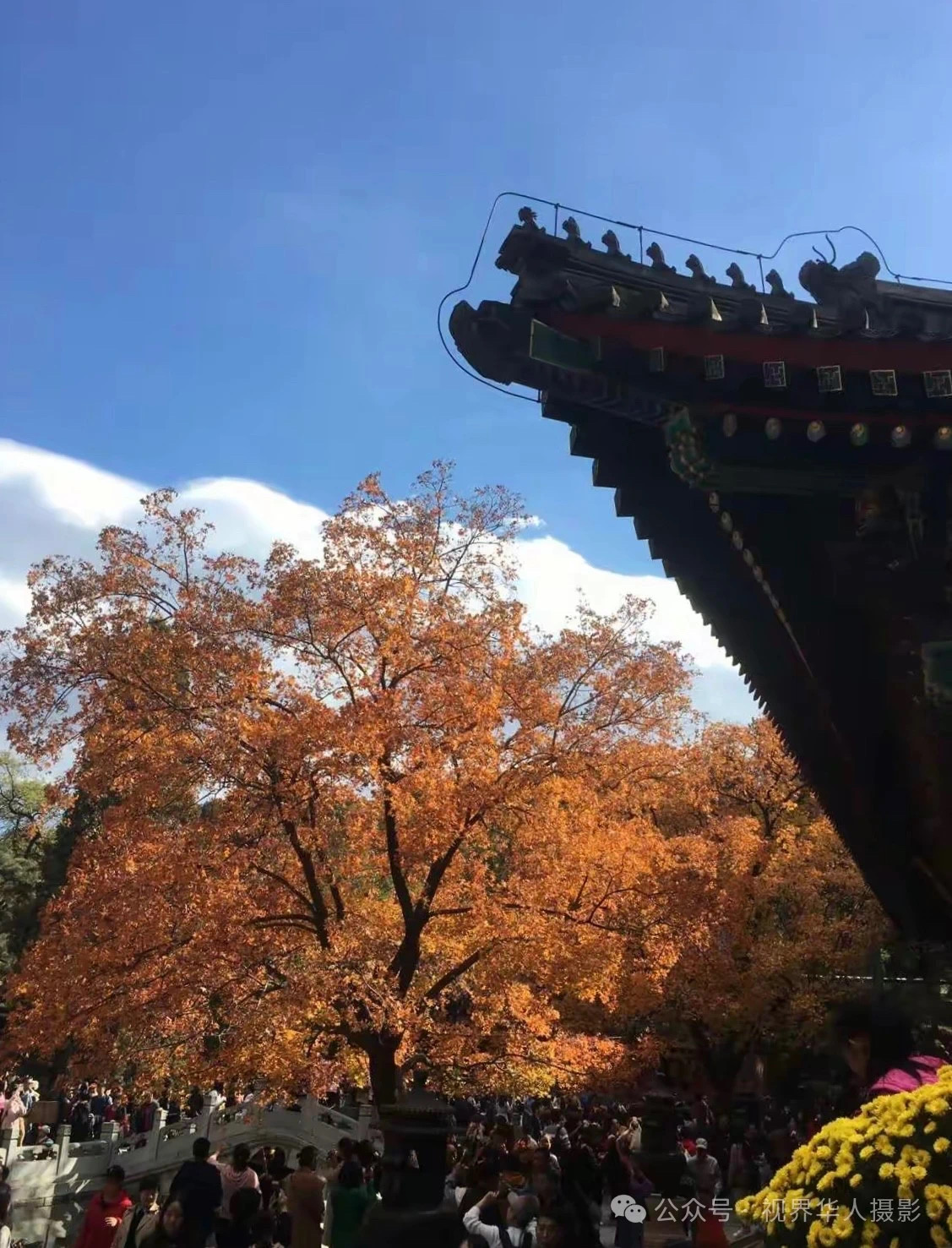 岑国荣|枫叶之韵(图14) 微信图片_202412311450252.jpg