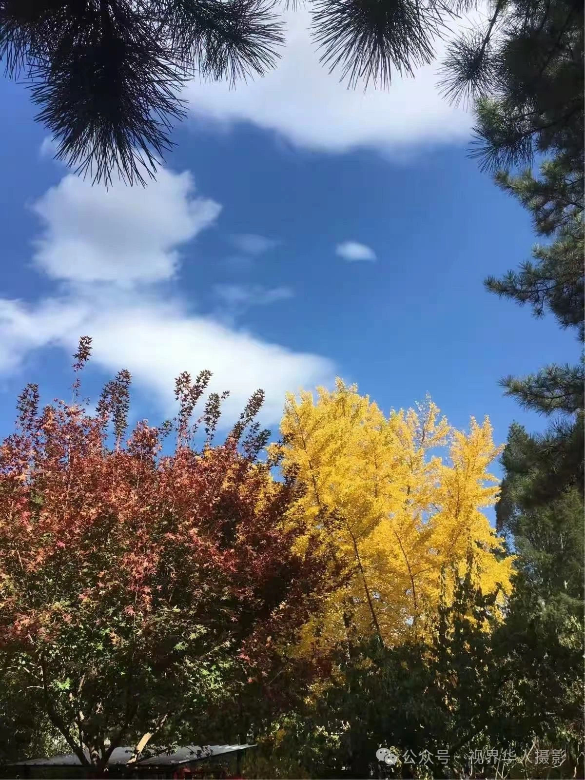 岑国荣|枫叶之韵(图15) 微信图片_20241231145026.jpg