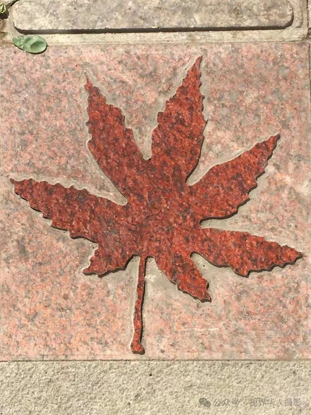 岑国荣|枫叶之韵(图17) 微信图片_202412311450262.jpg