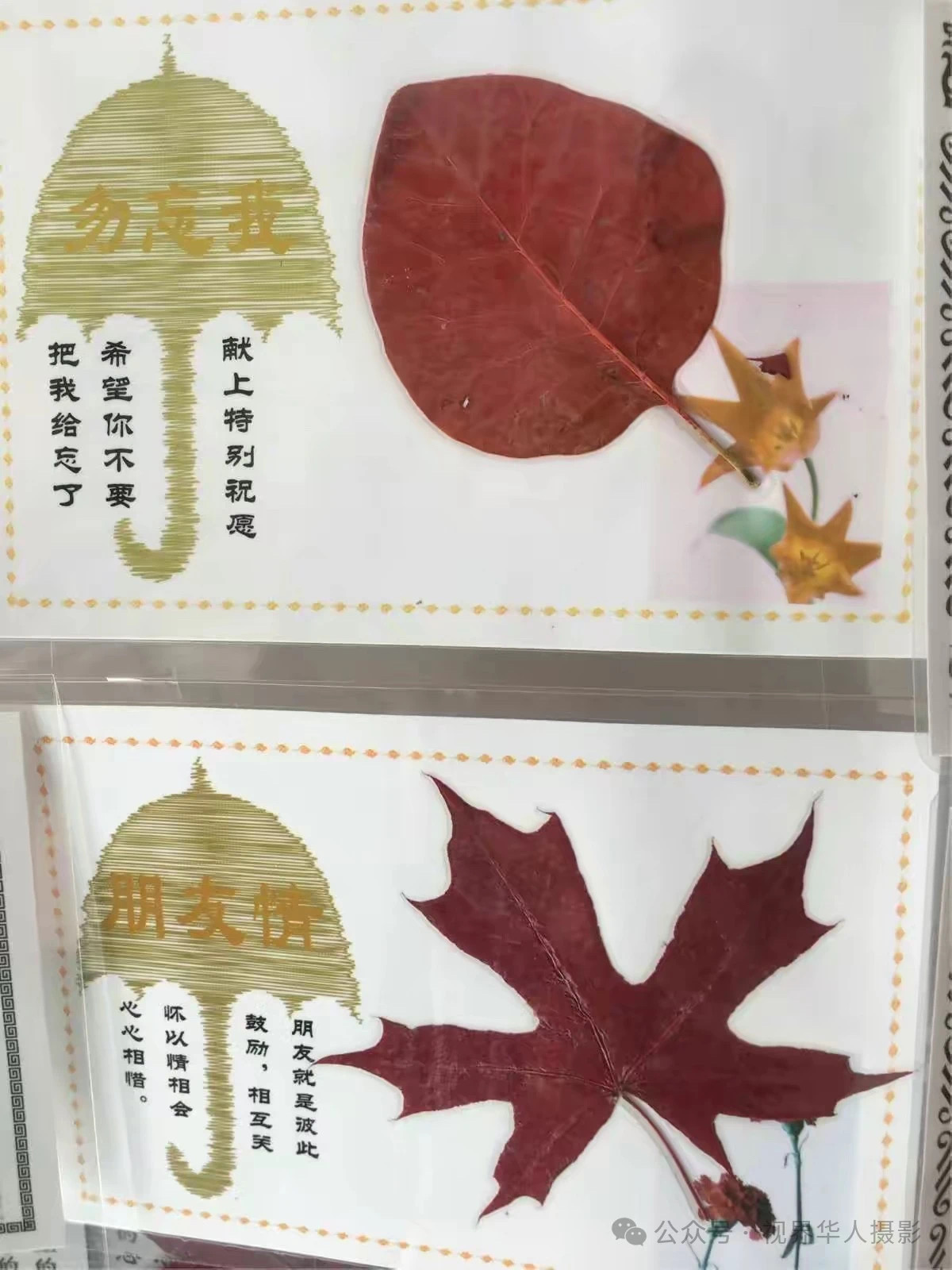 岑国荣|枫叶之韵(图19) 微信图片_20241231145027.jpg