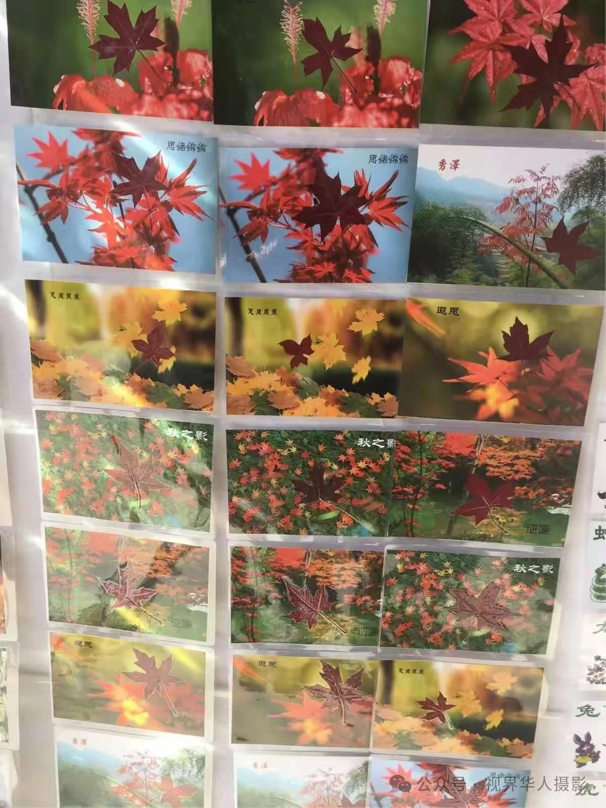 岑国荣|枫叶之韵(图20) 微信图片_202412311450271.jpg