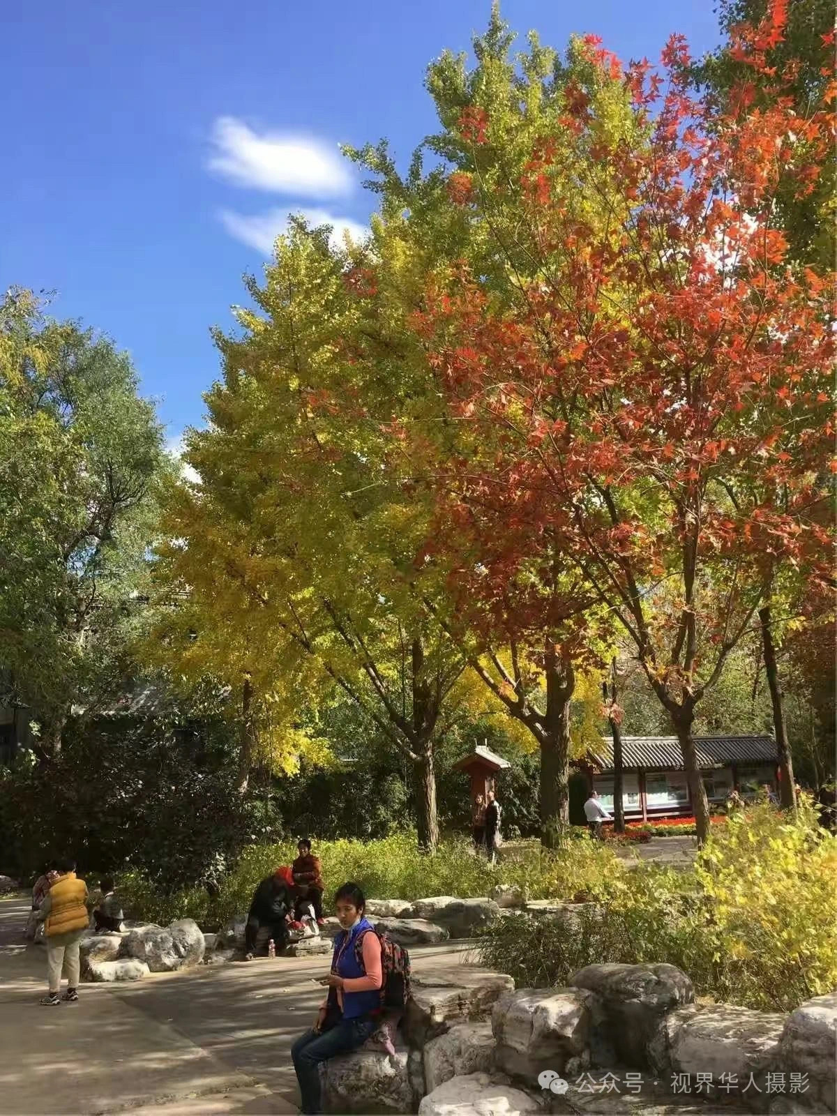 岑国荣|枫叶之韵(图21) 微信图片_202412311450272.jpg