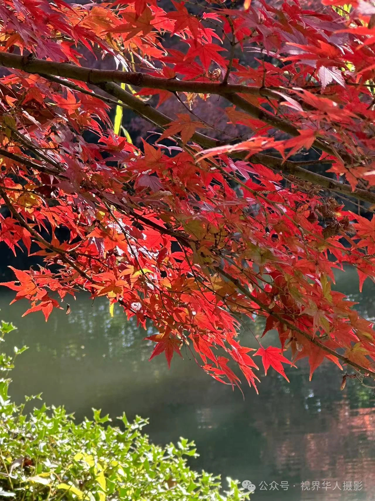 岑国荣|枫叶之韵(图24) 微信图片_202412311450281.jpg