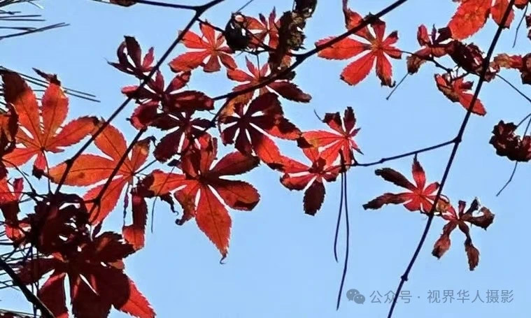 岑国荣|枫叶之韵(图27) 微信图片_20241231145029.jpg