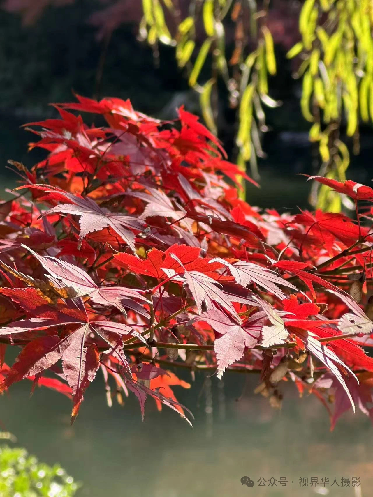 岑国荣|枫叶之韵(图31) 微信图片_202412311450301.jpg