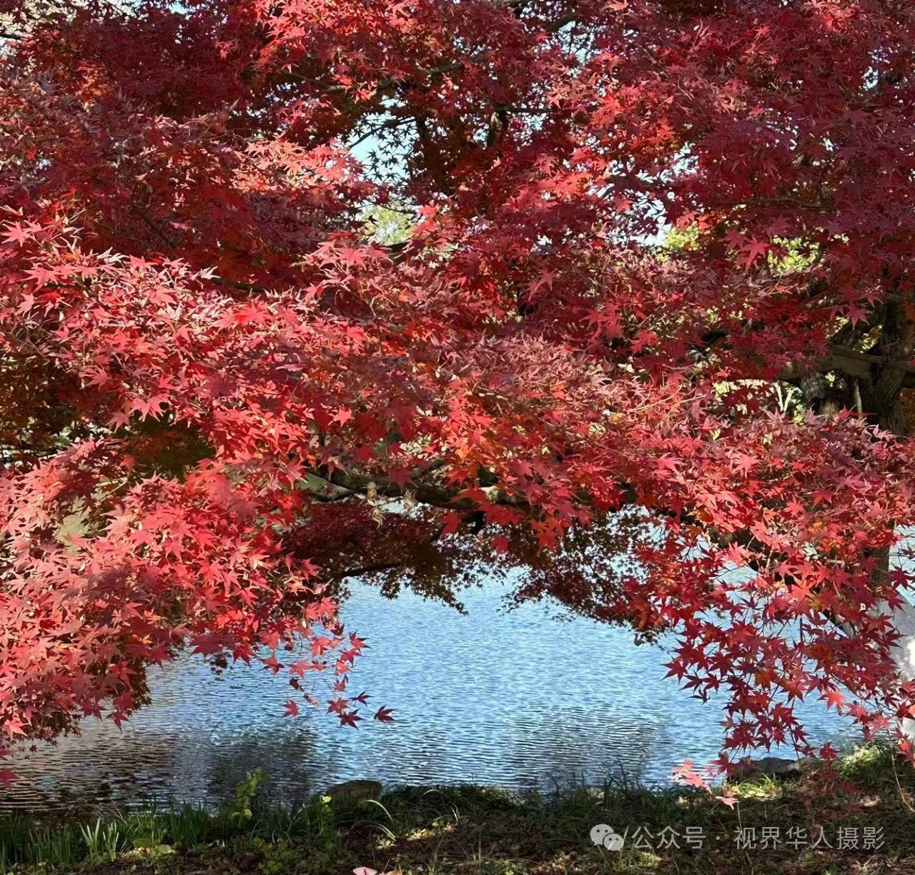 岑国荣|枫叶之韵(图32) 微信图片_202412311450302.jpg