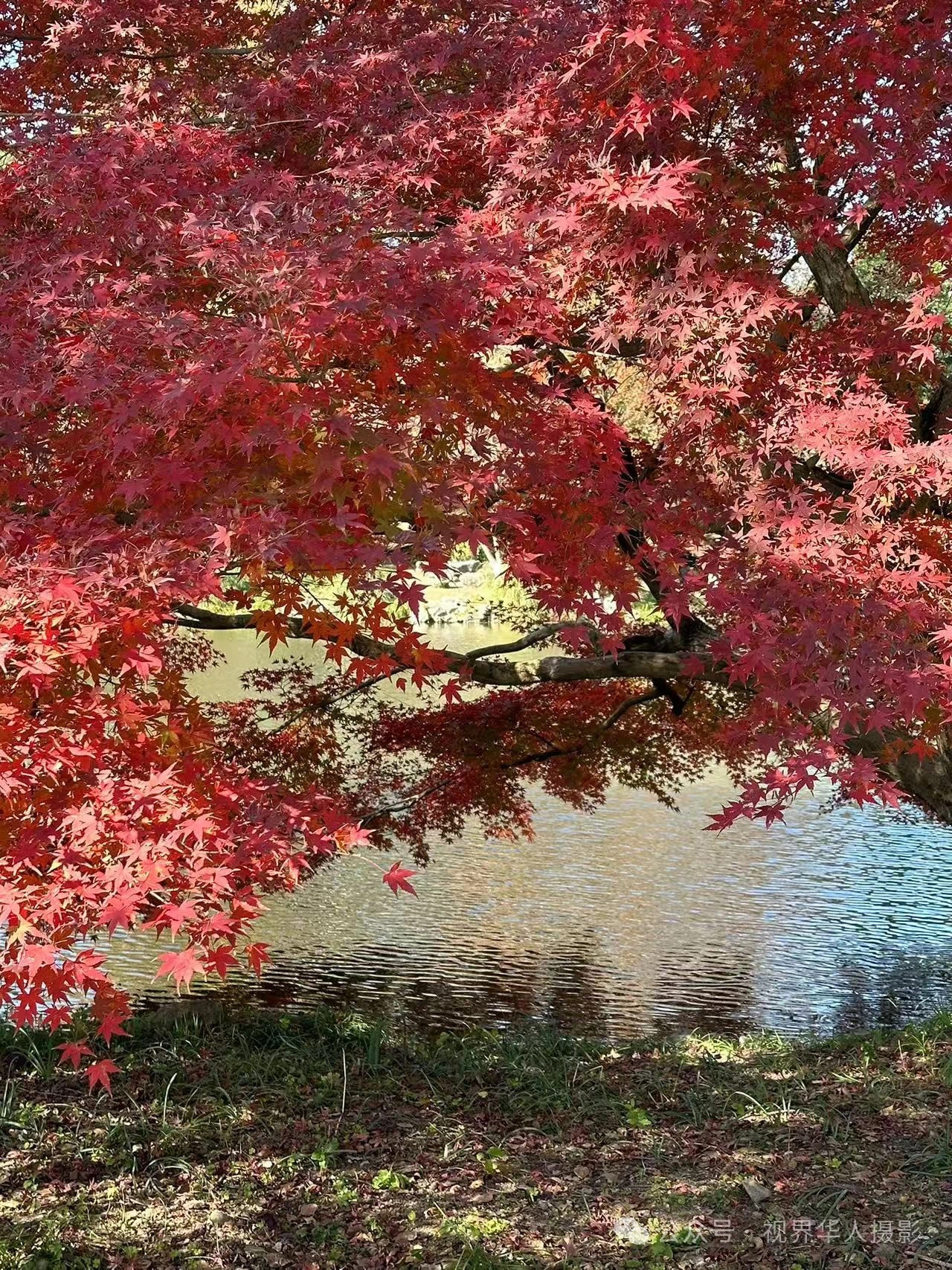 岑国荣|枫叶之韵(图33) 微信图片_202412311450303.jpg