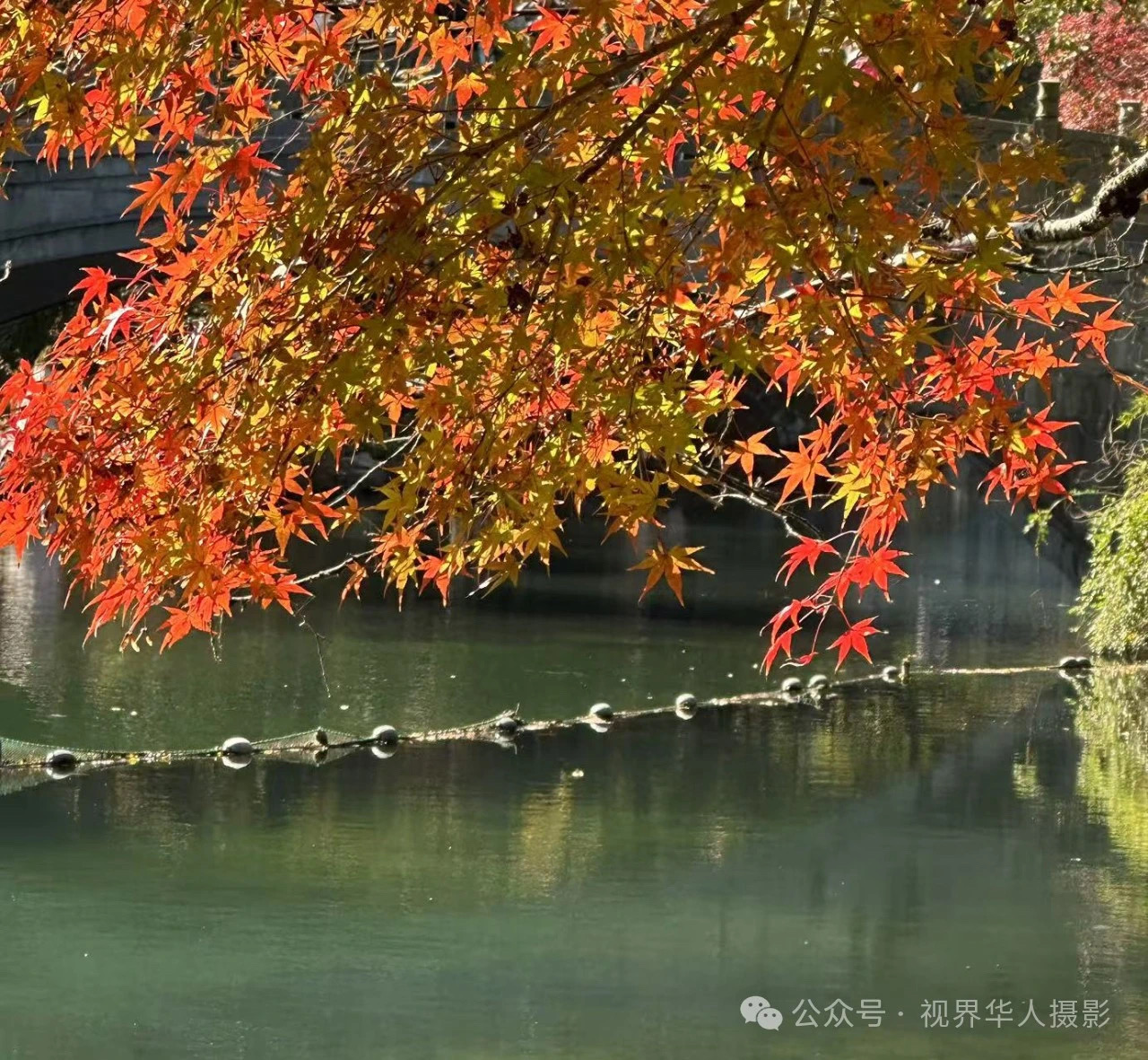 岑国荣|枫叶之韵(图36) 微信图片_202412311450284.jpg