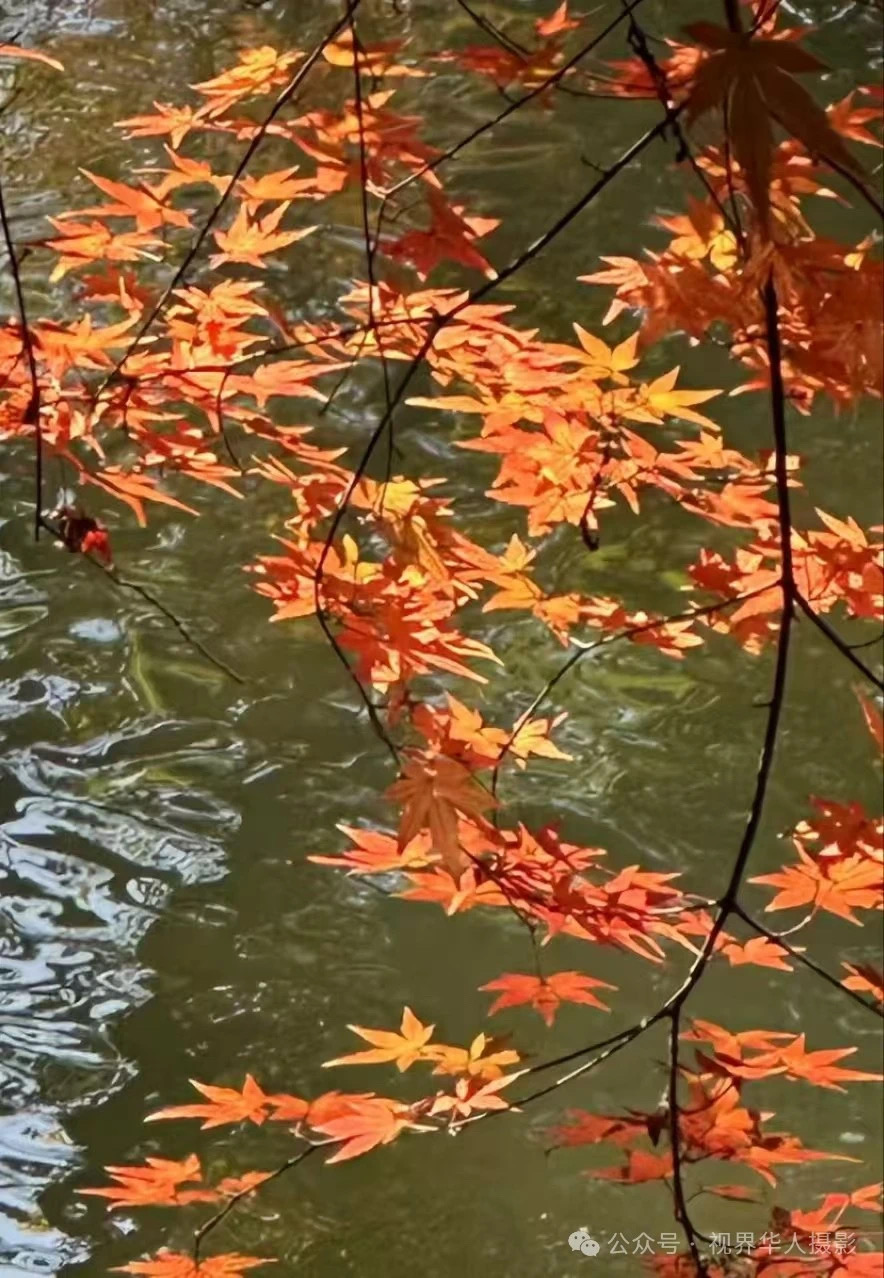 岑国荣|枫叶之韵(图39) 微信图片_202412311450321.jpg