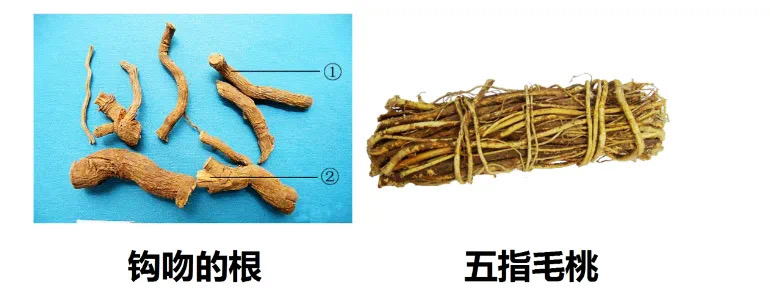 一盅汤放倒一家人,只因错认一味草药(图5) 微信图片_20250106220743.jpg