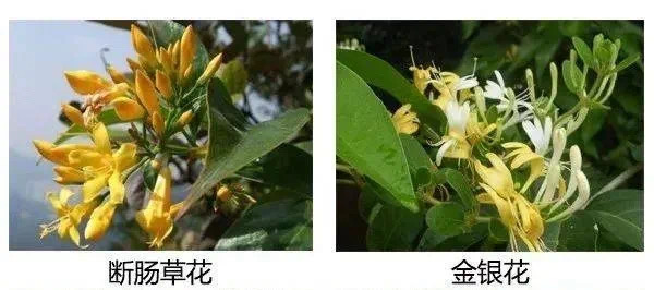 一盅汤放倒一家人,只因错认一味草药(图6) 微信图片_202501062207431.jpg