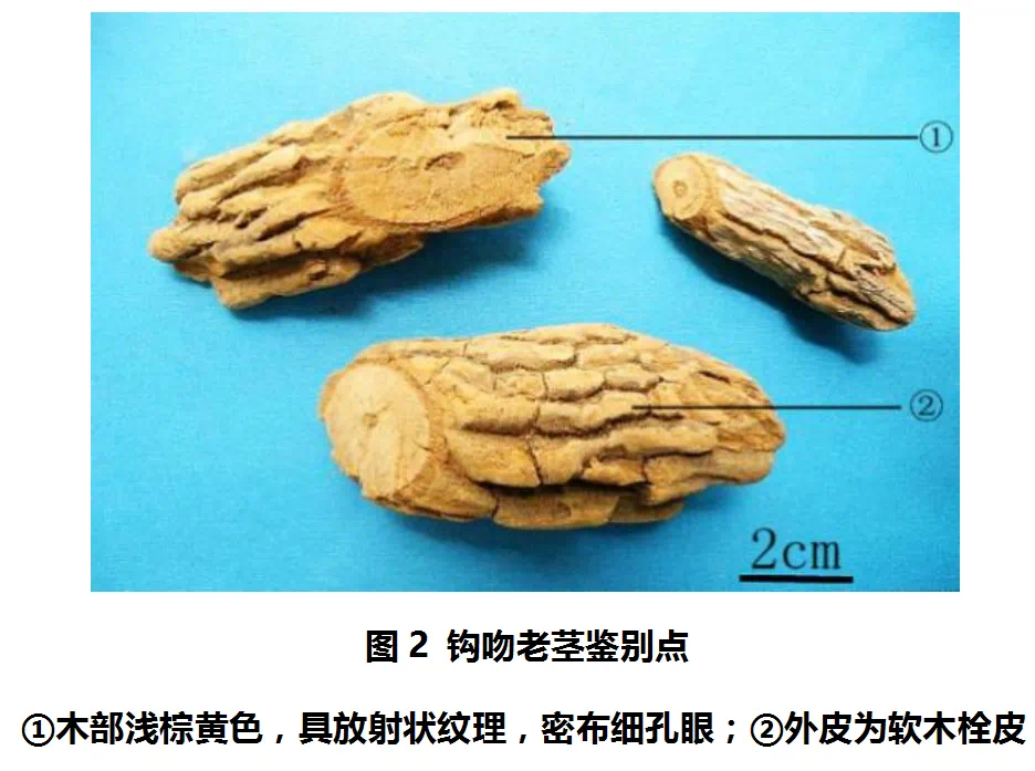 一盅汤放倒一家人,只因错认一味草药(图8) 微信图片_20250106220743.png
