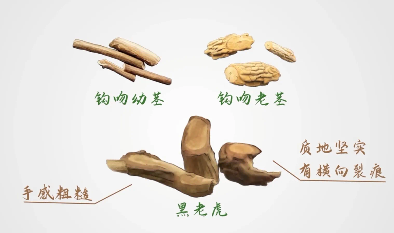 一盅汤放倒一家人,只因错认一味草药(图9) 微信图片_20250106220744.png