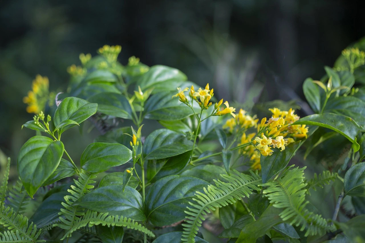 一盅汤放倒一家人,只因错认一味草药(图3) 微信图片_202501062207424.jpg