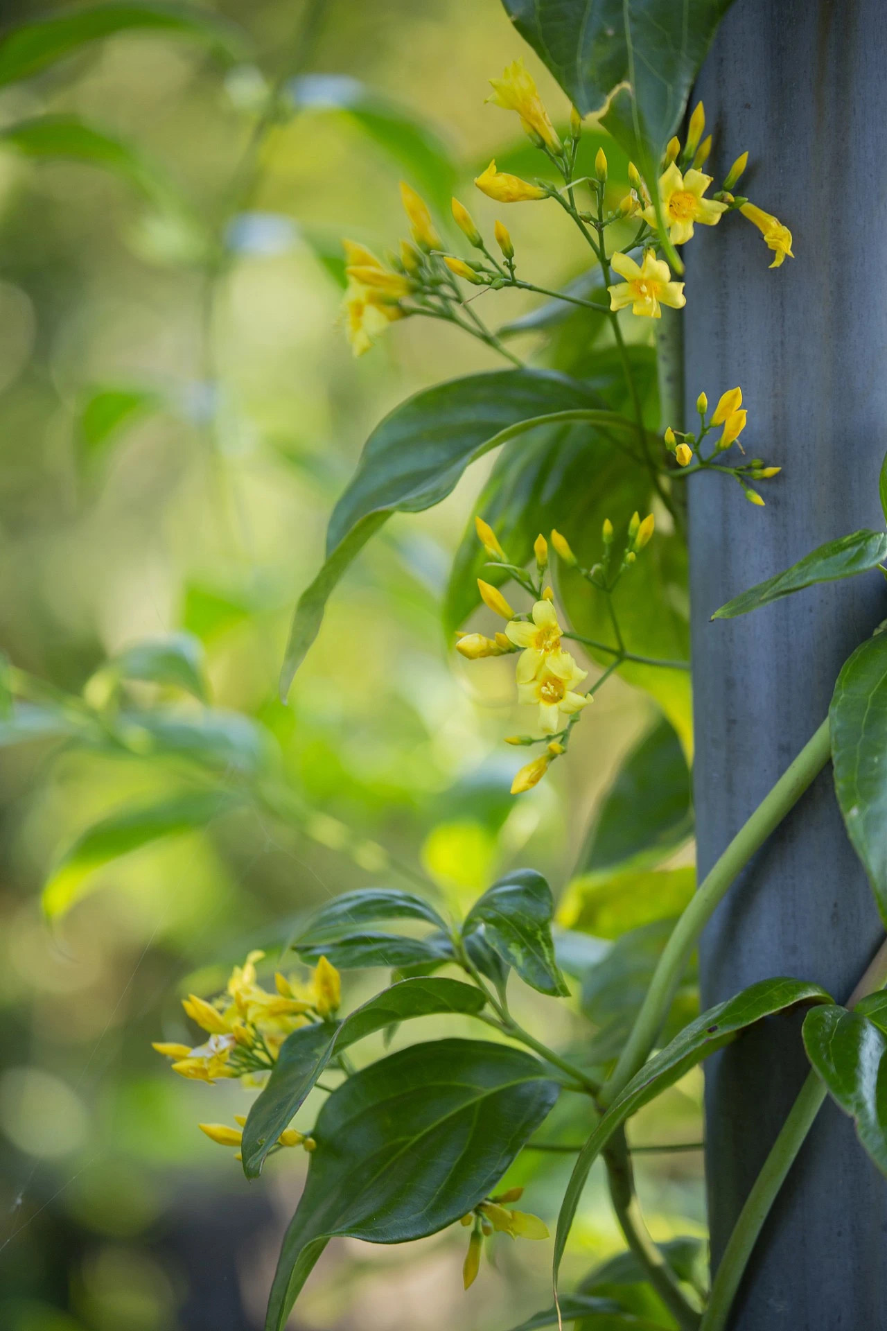 一盅汤放倒一家人,只因错认一味草药(图12) 微信图片_20250106220744.jpg