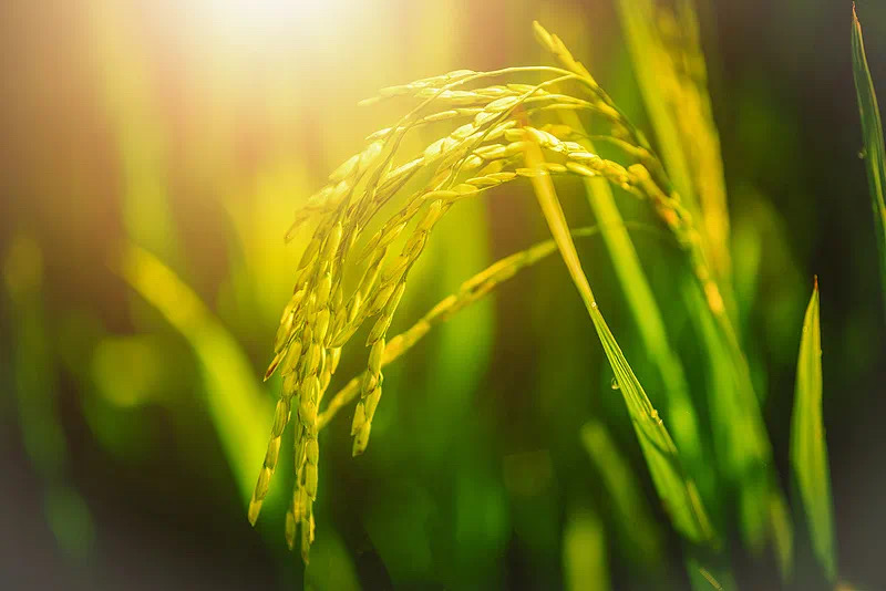 首次提到!中央一号文件释放了哪些新信号?(图2) 微信图片_20250223221153.jpg